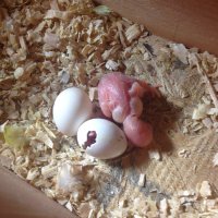 Baby 2 hatching 3.JPG