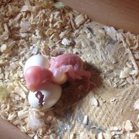 Baby 2 hatching 4.JPG