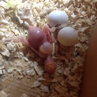 Baby 2 hatching.JPG