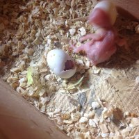 Baby 2 hatching 5.JPG