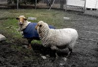sheepies!.jpg
