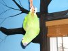 entry the laughing parrot.jpg
