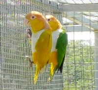 green thighed caique for sale