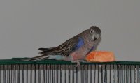 DSC_1598.JPG