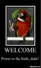 1104925~Bird-Macaw-Giving-the-Peace-Sign-with-Foot-.jpg