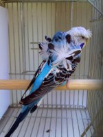 feather duster budgie for sale