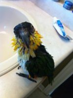 Rosco after shower.jpg