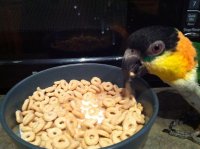 Rosco Cheerios.jpg Rosco Cheerios.jpg