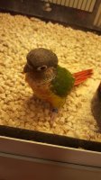 Pictures Petsmart conure Avian Avenue Parrot Forum