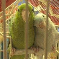 parrotlets jpg.jpg