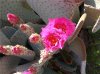 Pink cacti.jpg