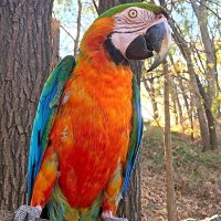 cairo the catalina macaw parrot forest.jpg