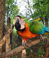 catalina macaw parrot cairo forest.JPG
