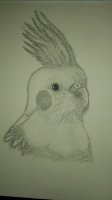 Marina-cockatielBW3.jpg