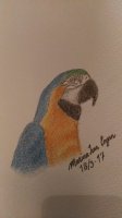 Marina-macaw1.jpg