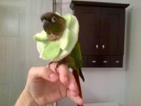 Protective Parrot Petals by Pam.jpg