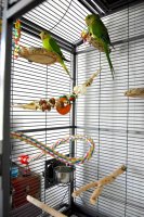 2 birds in cage.jpg