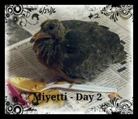 062016 Miyetti Day 01(1).jpg