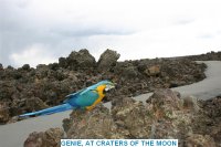 GENIE AT CRATERS OF THE MOON.JPG