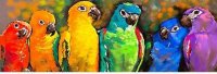 parrot canvas print.jpg