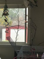 Natural branches in fids' room.jpg