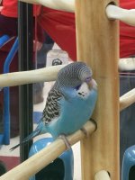 budgies at petco