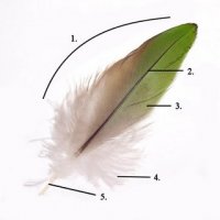 xparts-of-a-feather.jpg.pagespeed.ic.eflIOXwzxj.jpg
