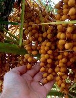 CANARY DATE PALM TREE FRUIT CLUSTERS 3.jpg