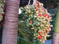 A Foxtail Palm Nut Cluster 1.jpg