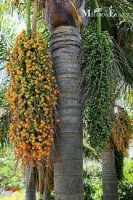Queen Palm Tree Nuts 4.jpg