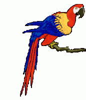 animated-parrot-image-0128.gif