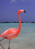 40-Beautiful-Pictures-of-Pink-Flamingo-Birds-16.jpg
