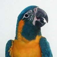 BLUETHROATED MACAW.jpg