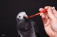 bird-taking-syringe-min.jpg