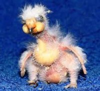 sickly baby parrot.jpg