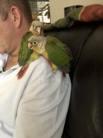 8 week old green cheek conure