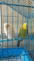 BUDGIES IN GRAPEVINE CLOSE UP CK CERES MAYBE SCALY MITE.jpg