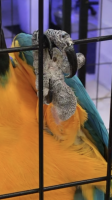 macaw bumblefoot.png