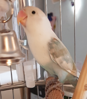 prettybirb.png