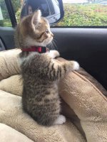 kitten standing.jpg