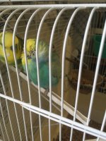 IMG_4193.JPG IMG_4193.JPG