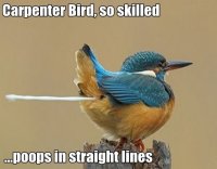 funny-carpenter-bird-so-skilled-poops-in-straight-lines-01.jpg