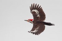 Piliated woodpecker.jpg