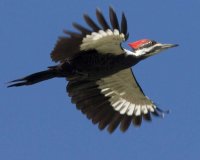 Pileated Woodpecker2.jpg