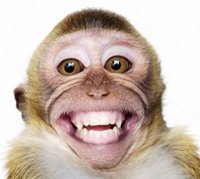 Smiling-monkey-Picture.jpg