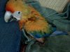 macaw baby 12 weeeks 024.jpg