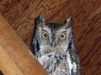 12-16-08 Owl in garage copy (300x225).jpg