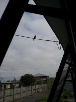bird on wire.jpg