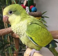 green opaline quaker parrot