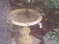 birdbath.jpg